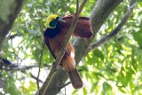 Raggiana Bird-of-paradise (Paradisaea raggiana) -- female