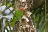 Red-cheeked Parrot (Geoffroyus geoffroyi) -- male