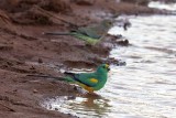 Mulga Parrot (Psephotellus varius)