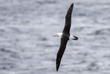 Black-browed Albatross (Thalassarche melanophris)