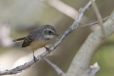 Mangrove Fantail (Rhipidura phasiana)