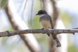 Northern Fantail (Rhipidura rufiventris)