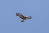Kites, Hawks, Eagles (Accipitridae)