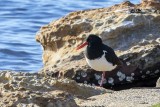Oystercatchers (Haematopodidae)