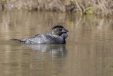 Musk Duck (Biziura lobata)