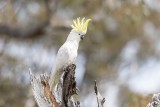 Sulphur-crested Cockatoo (Cacatua galerita)