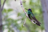 Rivolis Hummingbird -- male