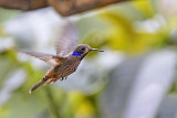 Brown Violetear