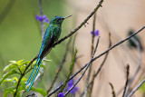 Long-tailed Sylph -- male