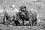 Faroe Bulls.jpg