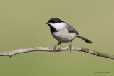 Carolina Chickadee