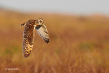 Short-eared Owl