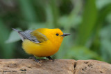 Prothonotary Warbler