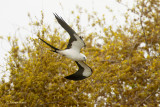 Swallow-tailed Kite Migrating