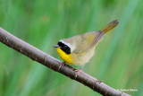 Common Yellowthroat