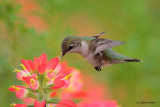Ruby-throated Hummingbird