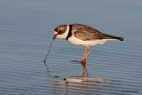 Semipalmated Plover and Worm