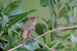 Palm Warbler