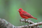 Summer Tanager