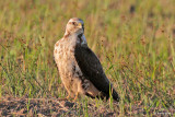 Swainson's Hawk