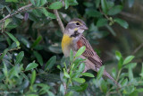 Dickcissel