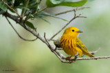 Yellow Warbler