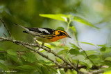 Blackburnian Warbler