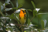 Blackburnian Warbler