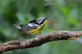 Magnolia Warbler