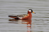 Red Phalarope