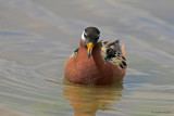 Red Phalarope