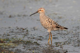 Stilt Sandpiper