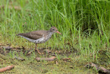 Spotted Sandpiper