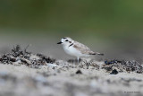 Snowy Plover