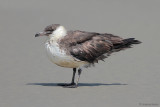 Pomarine Jaeger