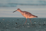 Willet