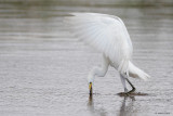Snowy Egret