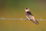 Cave Swallow