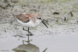 Dunlin