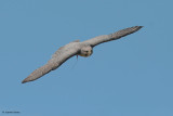 Hybrid Gyr/Peregrine Falcon Renegade