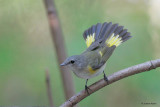 American Redstart