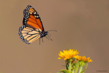 Monarch Butterfly