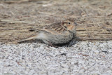 Chestnut-collared Longspur
