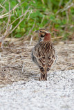 Chestnut-collared Longspur