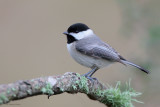 Carolina Chickadee