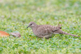 Inca Dove