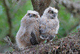 Great Horned Owlets