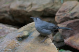 Gray Catbird