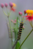 Monarch Caterpillars