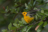 Prothonotary Warbler